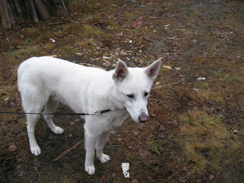 Jannes-hund-2008-10-16